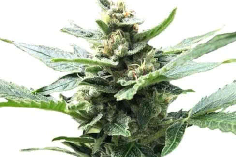 northern lights cannabis plant by ilgm