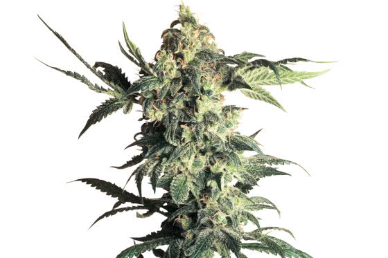 northern lights strain plant by sensi seeds