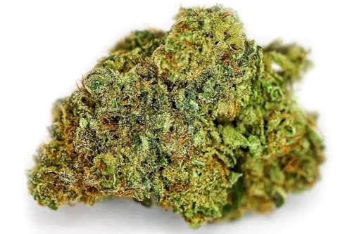 nyc diesel auto strain bud by seed supreme