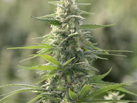 NYC Diesel weed plant growing outdoors, East Coast hybrid strain