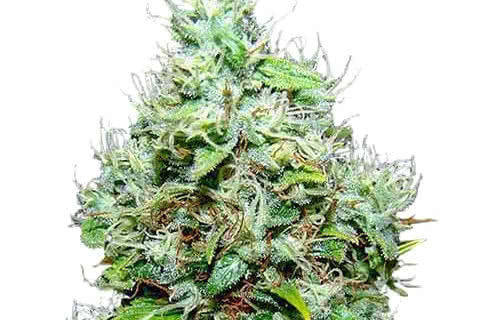 nyc diesel sativa strain plant by ilgm
