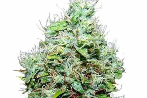 nyc diesel east coast strain by ilgm