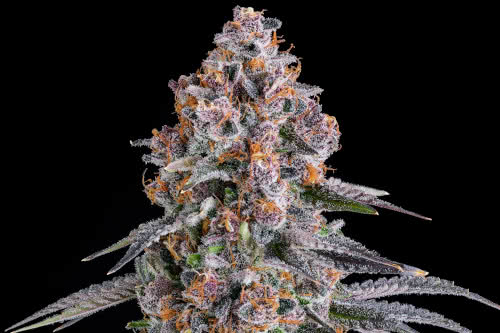 nyc vapor strain plant by compound genetics