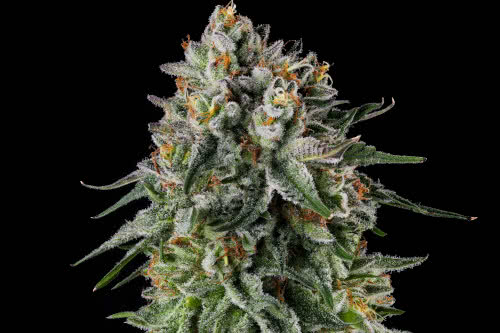 oc oranges strain plant by compound genetics