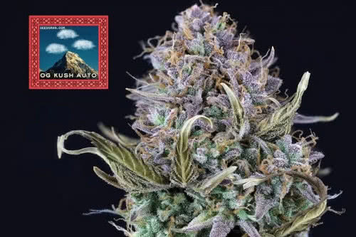 og kush auto plant