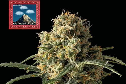 og kush auto strain by seedsman