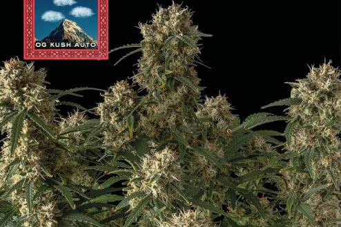 og kush autoflower strain plant