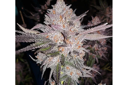 og kush autoflower strain plant by ethos genetics