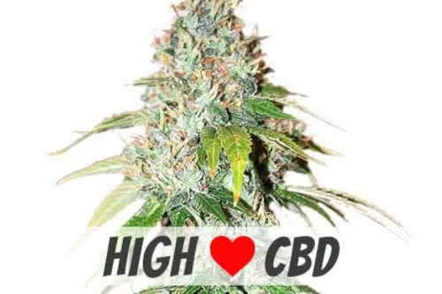 og kush cbd strain plant by ilgm