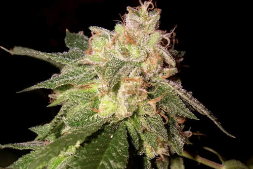 og kush strain by dna genetics