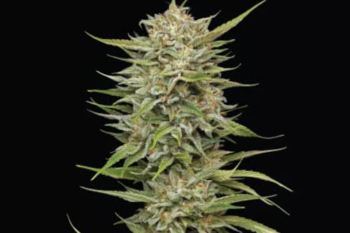 og kush strain plant by humboldt seed company