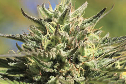 og kush indica strain plant by humboldt seed co