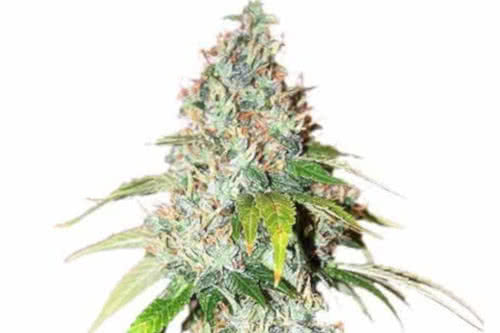 og kush strain by ilgm