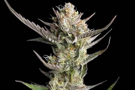 og kush strain plant by seedsman