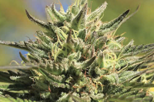 og kush american strain by humboldt seed co