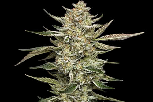 og triploid auto strain plant by humboldt seed co