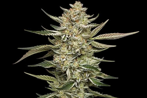 og triploid auto strain plant by humboldt seed company