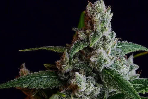 ogla78 bx reg strain by green bodhi