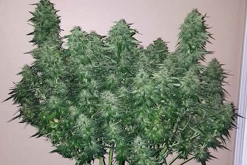 ogre auto weed by doctors choice