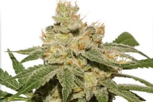 oh my gusher auto strain by dutch passion