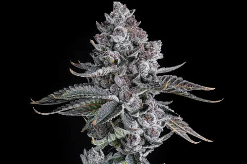 old money strain plant by compound genetics