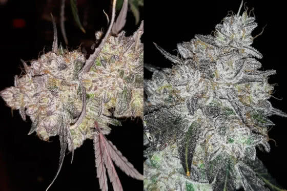 omg, ripper seeds, grown by reddit user