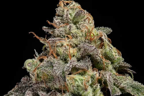 omg strain by ripper seeds