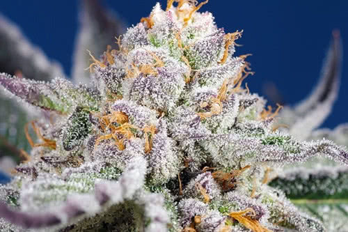 orange apricot glue xl auto strain plant by sweet seeds