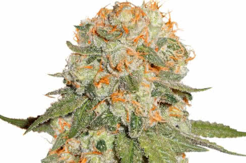 orange bud cannabis plant by dutch passion