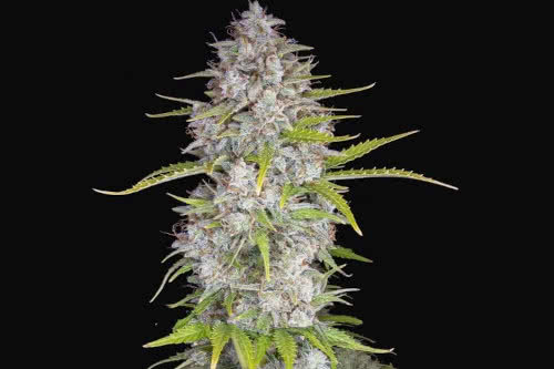 orange sherbet auto strain plant by fast buds