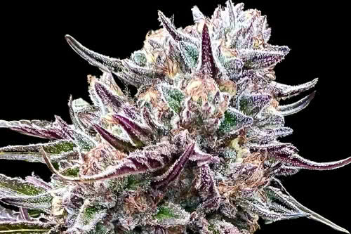 orangutangie strain plant by atlas seed