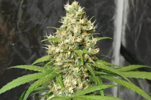 orient express strain plant by ace seeds