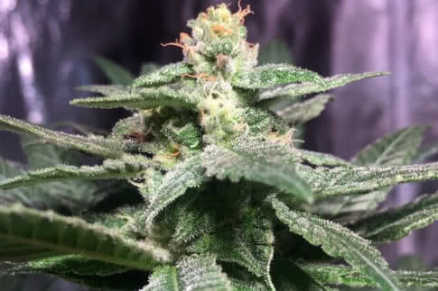 orient express landrace strain by ace seeds