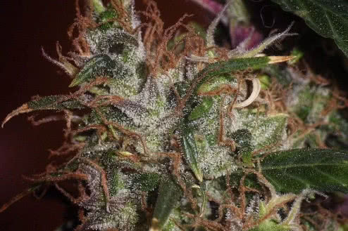 original afghani 1 regular strain plant