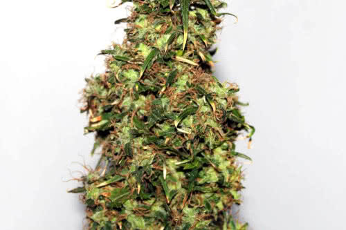 original afghani 1 regular seeds cannabis plant