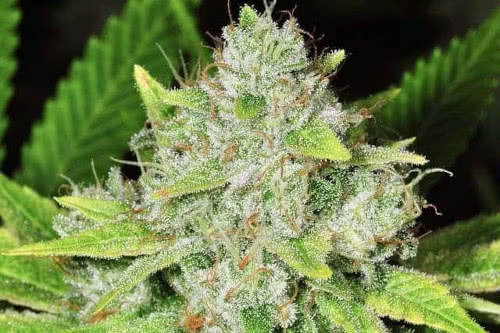 original glue strain by nirvana seeds