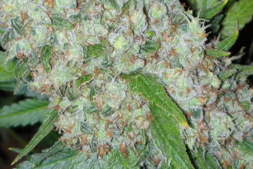 original skunk one regular strain plant