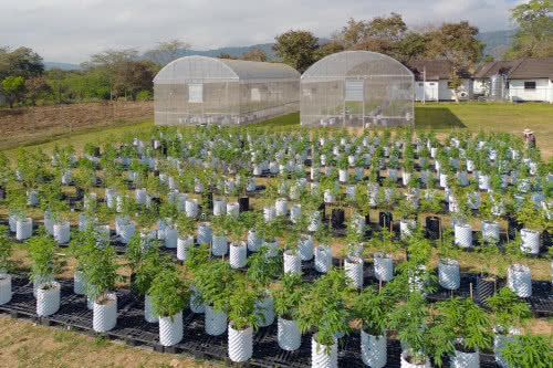 outdoor marijuana farm, young potted plants