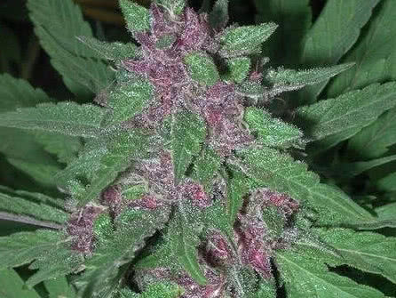 Pakistani Chitral Kush strain plant growing outdoors, purple bud closeup
