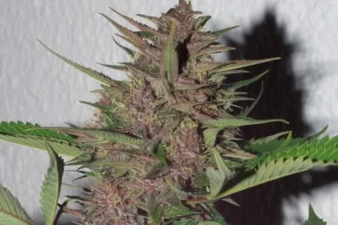 pakistani chitral kush landrace strain by ace seeds