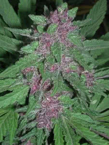 pakistani chitral kush mold resistant cannabis strain