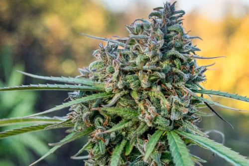 pamir gold plant by dutch passion