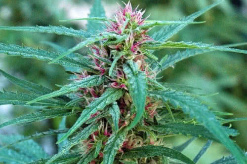 panama strain plant by ace seeds