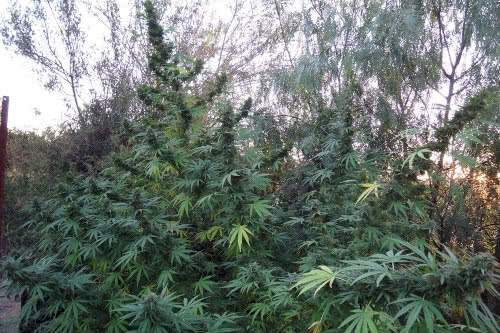 panama regular seeds cannabis plant