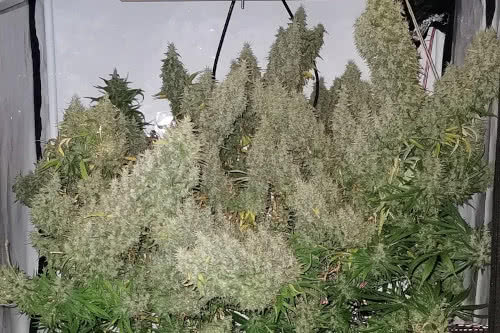 panama x bangi haze strain plant by ace seeds