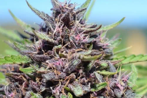 panama x pck strain plant by ace seeds