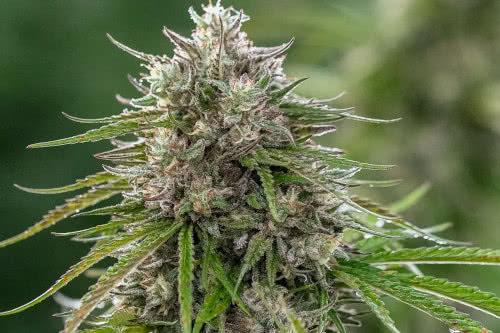 papaya candy fast strain plant by atlas seed