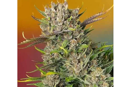 papaya zoap auto strain plant by sweet seeds