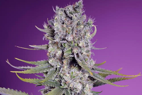 papaya zoap f1 fast strain plant by sweet seeds