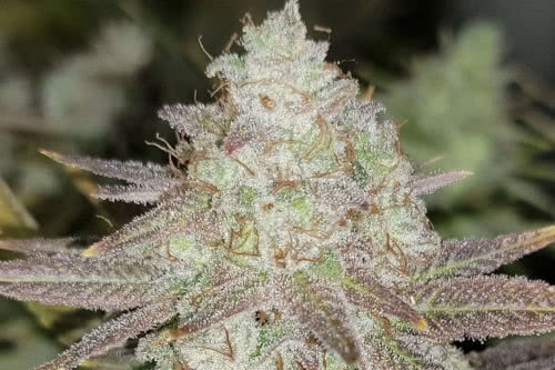 passion berry strain by the cali connection